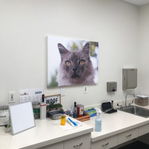 Precision Painting Plus commercial interior veterinarian office painting