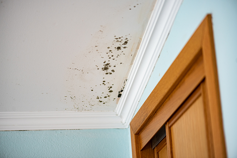 Guide to The Best Mold Resistant Paints Precision Painting Plus